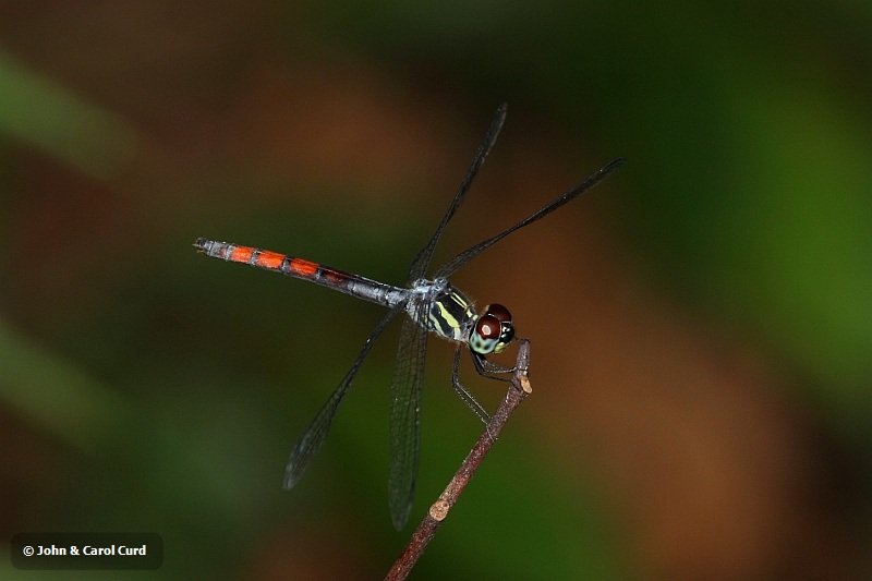 J01_2142 Nesoxenia lineata.JPG